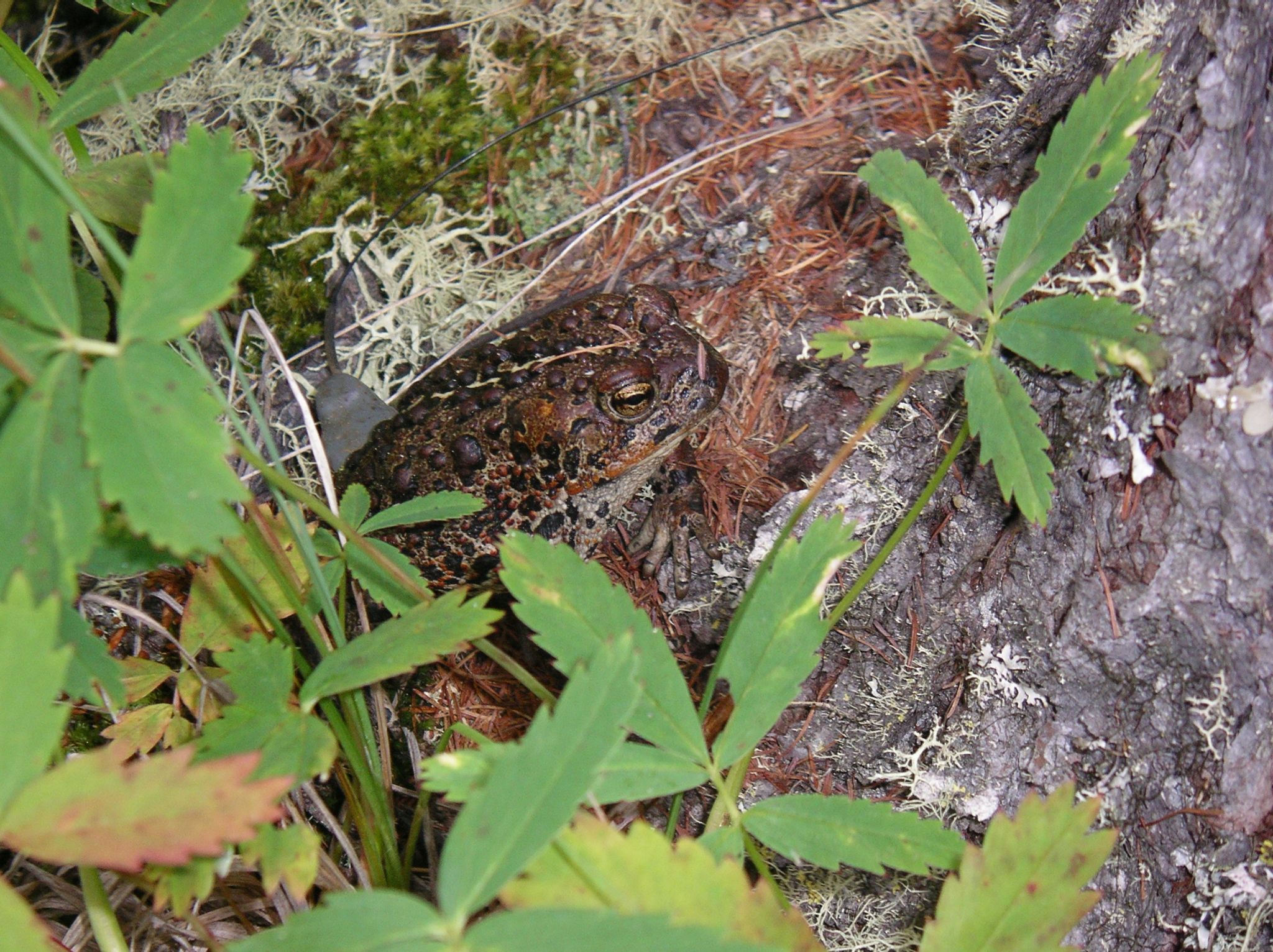 19   Boreal  female2 2005 08 30